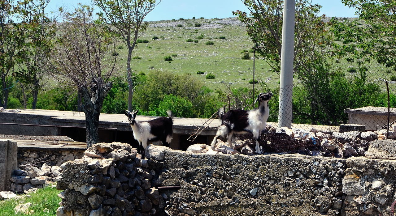 DSC_ 3110 Muškovci, Zrmanja und Krupa
