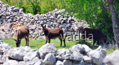 DSC_ 3113 Muškovci, Zrmanja und Krupa