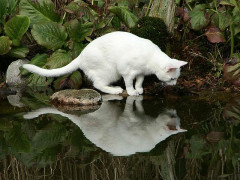 Mein weißer Kater  ( Karin)