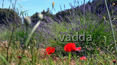 DSC_3294 Hvar