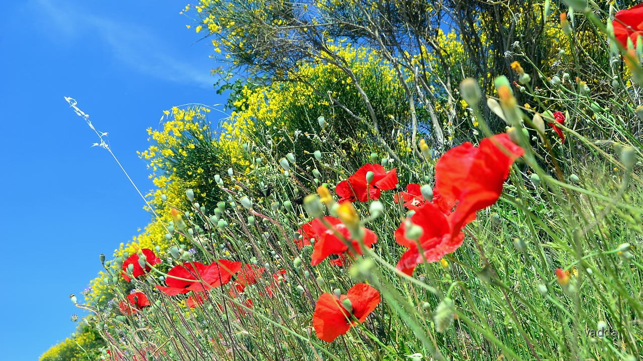 DSC_3326 Hvar