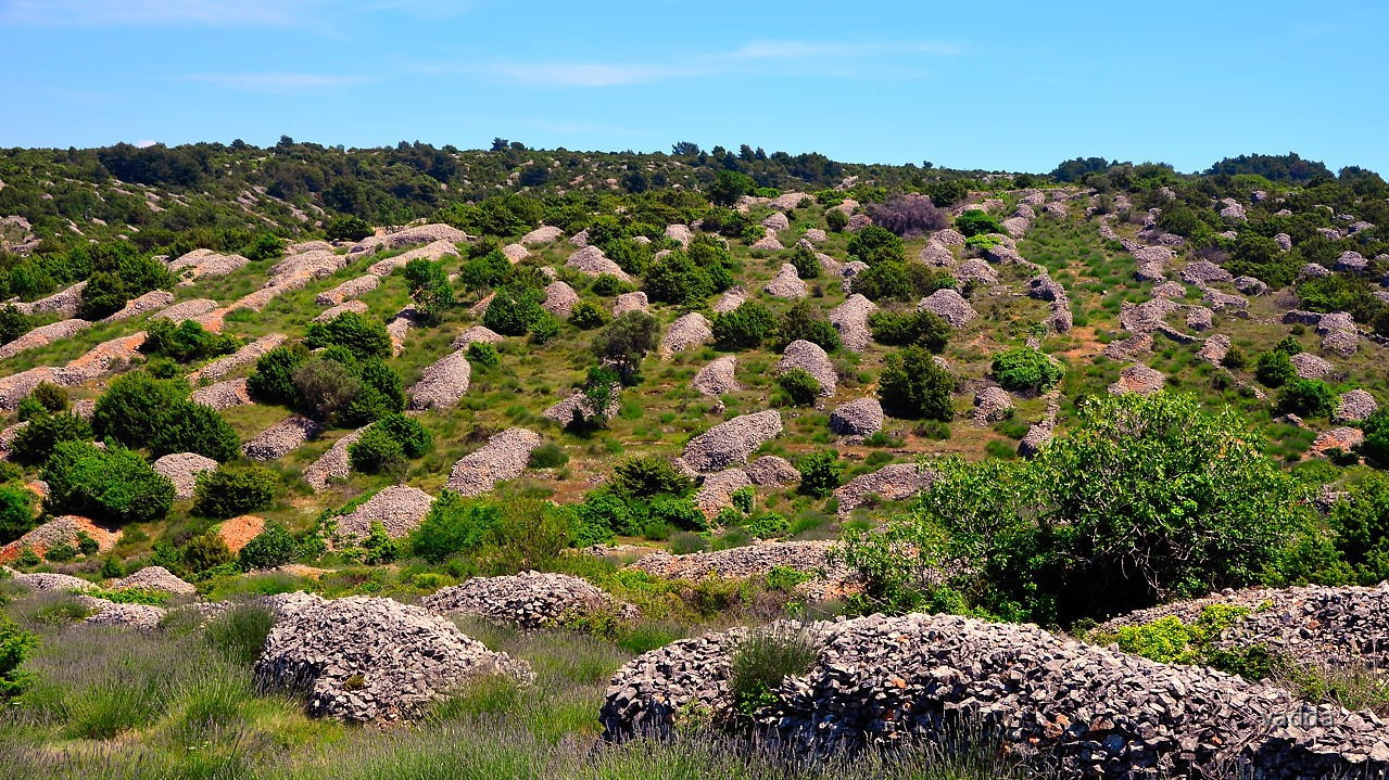 DSC_3329 Hvar
