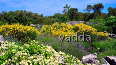 DSC_3355 Hvar