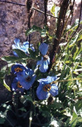 Blauer Mohn Himalaya