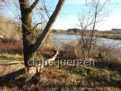 Frankenhofer See