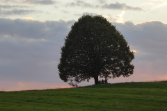 Meine Linde am Irschenberg