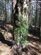 Eibenpfad