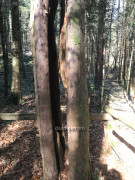 Eibenpfad