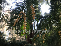 Eibenpfad