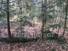 Eibenpfad