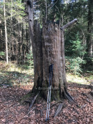 Eibenpfad