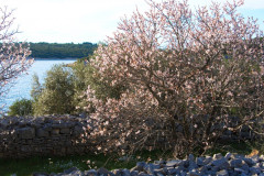 In Petars Olivenhain