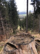 Steckenberg