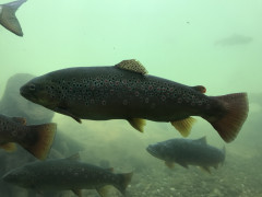 Fischerei