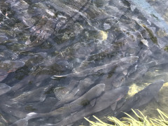 Fischerei