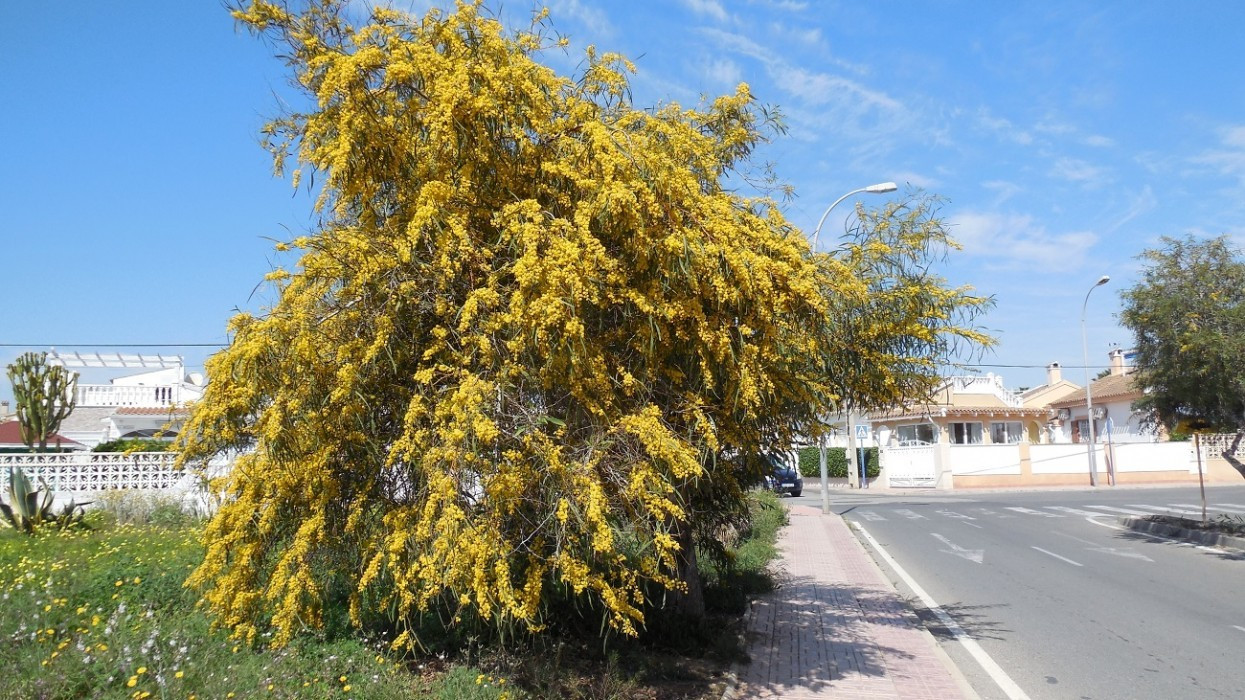 Frühling_05