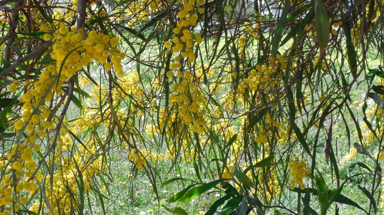 Frühling_07