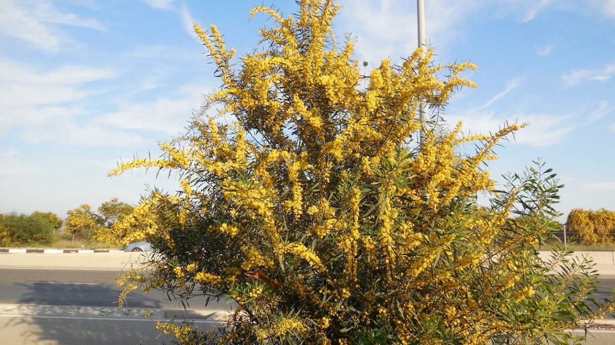 Frühling_08