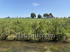 Singold