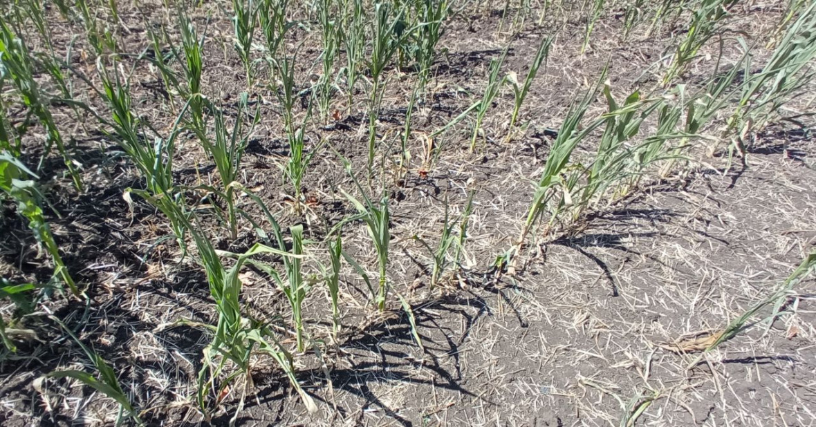 Maisfeld3.jpg