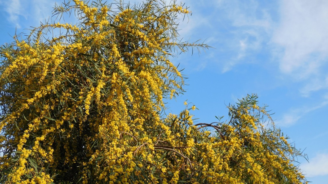 Frühling_10