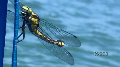 Libelle auf Besuch
