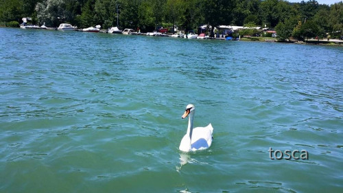 Neugieriger Schwan